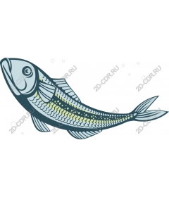  Stylish Fish