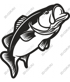  Bass