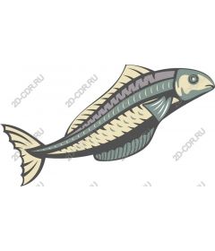  Colorful marine fish