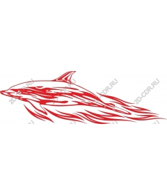  Ardent Dolphin