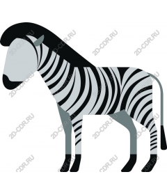 Zebra