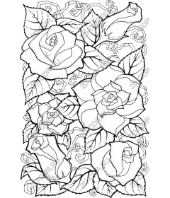  Elegant rose
