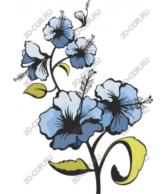 Blooms of blue hibiscus