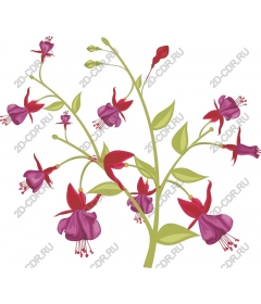 Fuchsia Floral