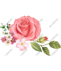  Elegance in color: pink rose