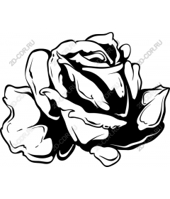  Elegant black and white rose