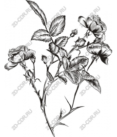  Elegant black and white rose