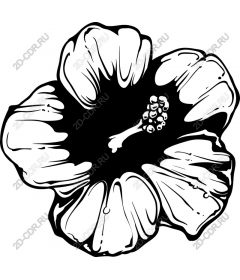 Hibiscus flower