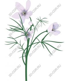 Flower lavender
