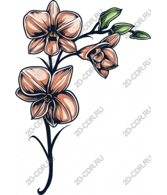  Elegant Orchid