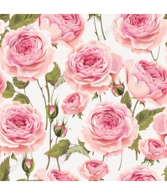  Elegant pink roses