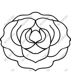  Elegant rose
