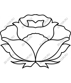  Elegant rose