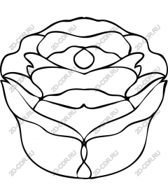 Elegant minimalistic rose
