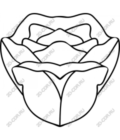  Elegant rose