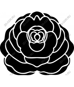  Elegant black rose