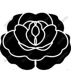  Elegant black and white rose