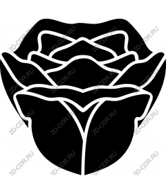  Elegant black rose