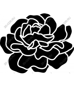  Elegant black rose