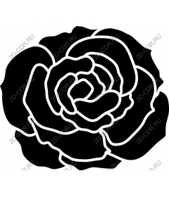  Elegant black rose