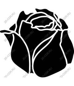  Elegant rose