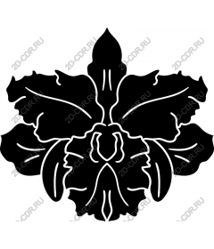  Elegant Orchid