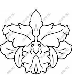  Elegant Orchid