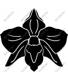  Elegant black Orchid