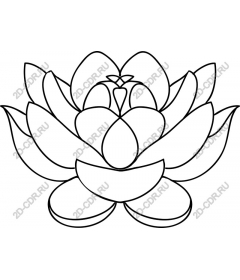 Lotus Flower