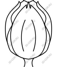 Delicate flower Bud