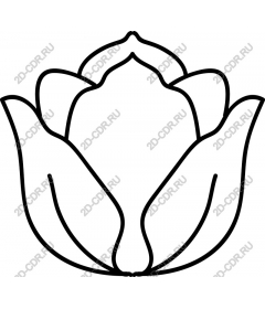 Lotus Flower