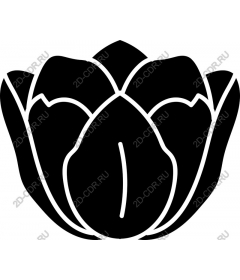 Lotus Flower