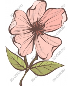 Delicate pink flower
