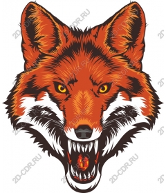 Head of a ferocious Fox