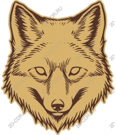  An elegant head of a Fox