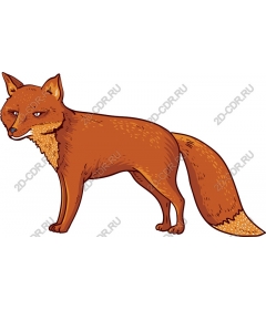  Curious Fox