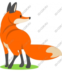  Adorable orange Fox