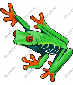 Bright green tree frog
