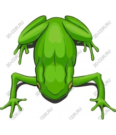  Bright green frog