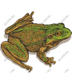  Distinctive rotating frog