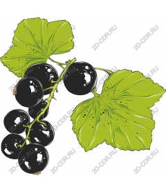  Blackcurrant