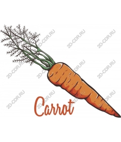 Colorful Carrots