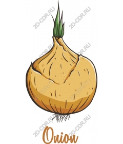  Fresh onion