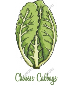  Cabbage