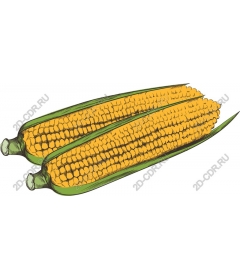  Bright corn