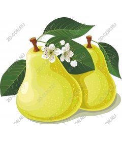  Fresh pear job