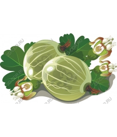  Bright gooseberry