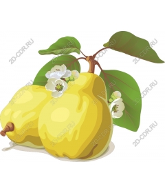  Ripe quince