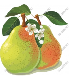  Ripe pear with flowers