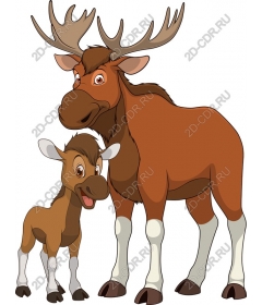  Charming moose and calf